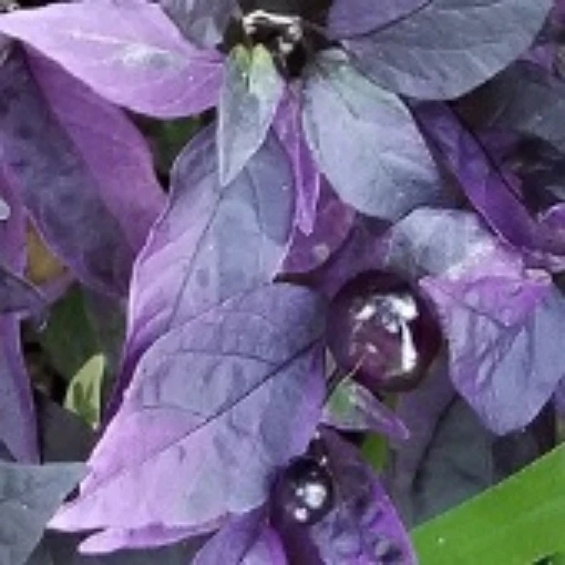 Purple Flash Hot Peppers HP2197-10