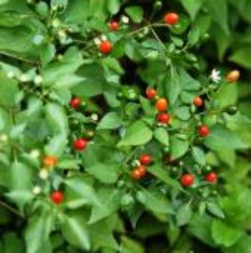 Texas Chiltepin Pepper Seeds