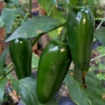 Biker Billy Pepper Seeds