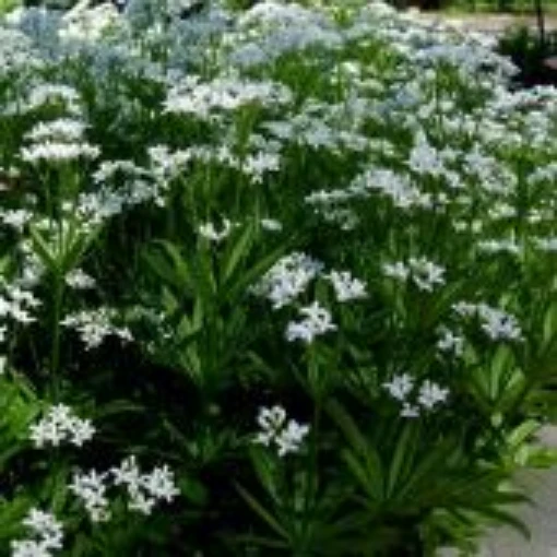 Woodruff HB186-100