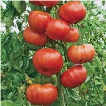 Burgess Climbing Tomato Seeds