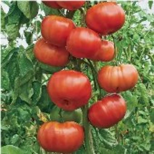  Burgess Climbing Tomato TM265-20