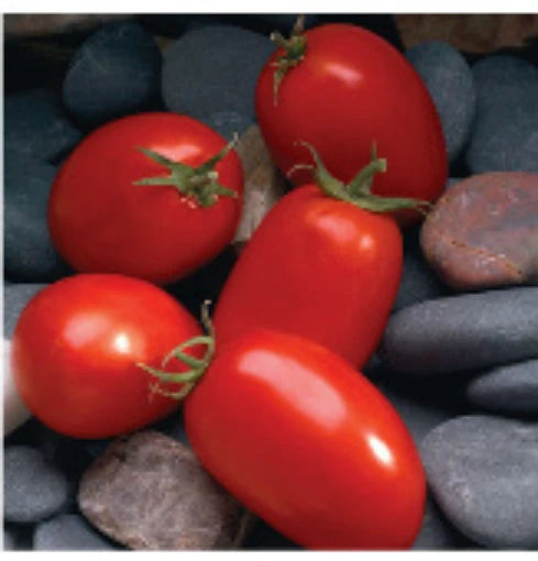 Mariana Tomato TM511-20