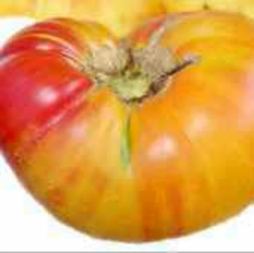 Old Flame Tomato TM95-20