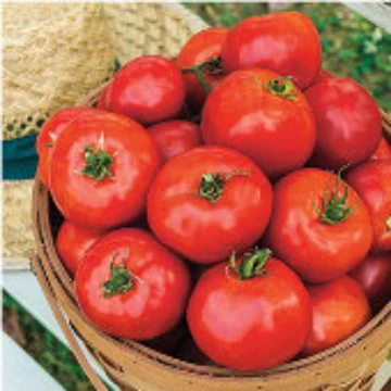 Celebration Tomato Seeds