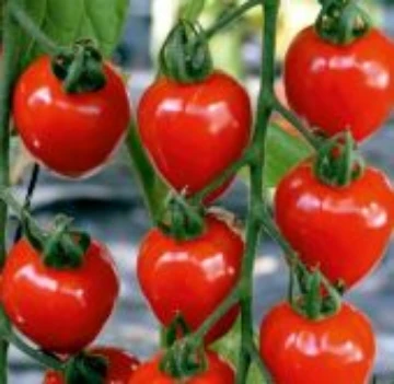 Tomatoberry Tomato Seeds