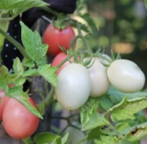Thai Pink Egg Tomato TM417-10