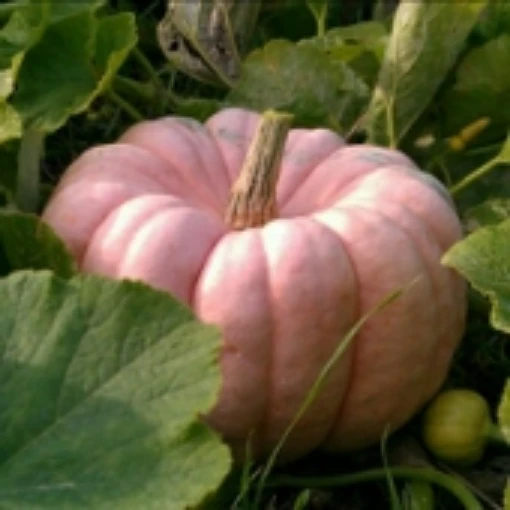 Porcelain Doll Pumpkins PM60-10