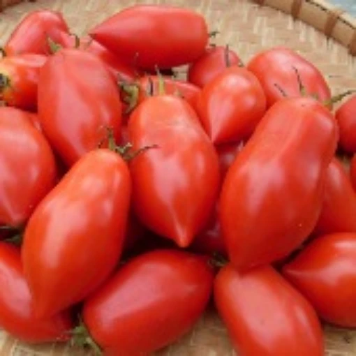 Ropreco Tomato TM362-10