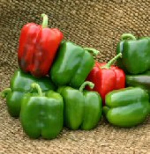Karisma Sweet Peppers SP266-20