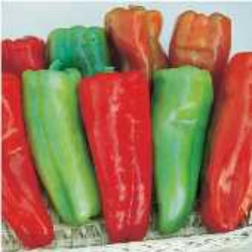Aruba Peppers SP15-10