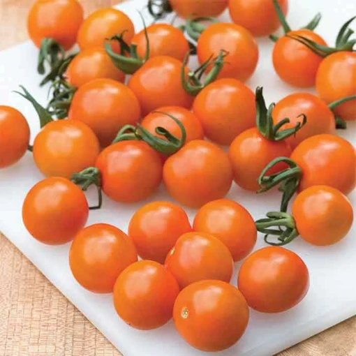 Orange Paruche Tomato TM755-10