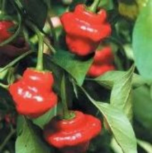 Spinning Red Top Hot Peppers HP2026-20