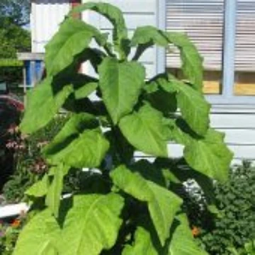 Tobacco from Canada, Tobacco Originating from Canada. Reimer Seeds