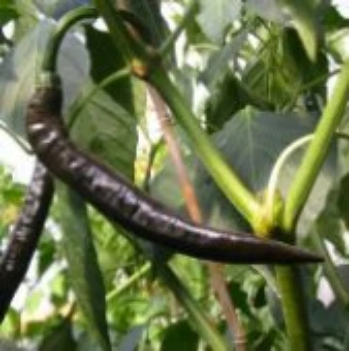Pasilla Apaseo Hot Peppers HP181-20