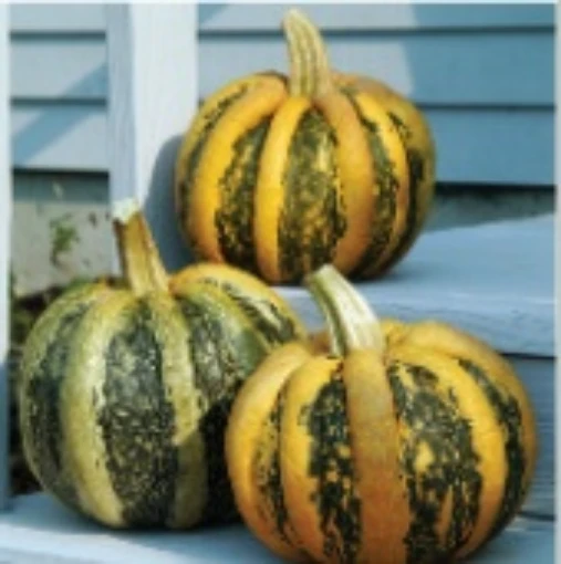 American Tondo Pumpkins PM56-20
