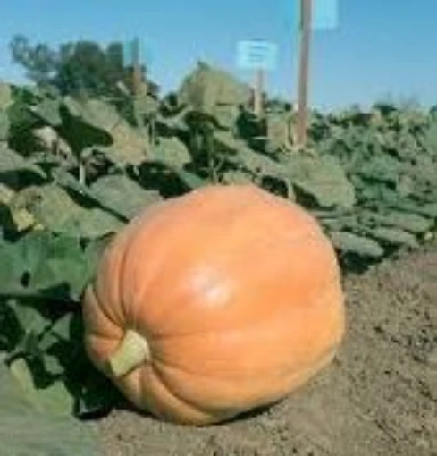 Mammoth Gold Pumpkins PM9-10
