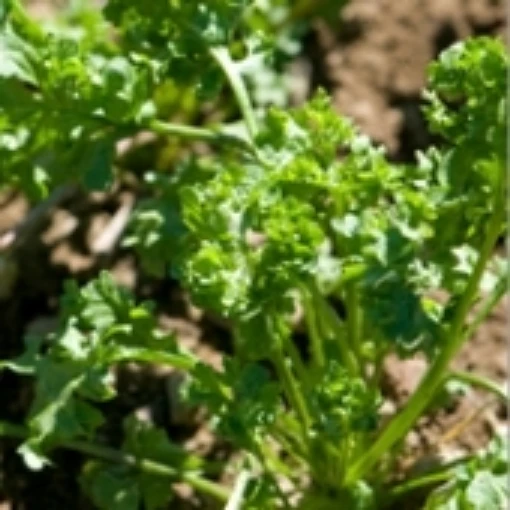 Wrinkled Crinkled Cress CR4-100