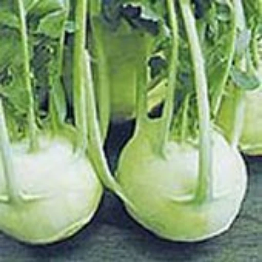 Gigante Kohlrabi KO3-100