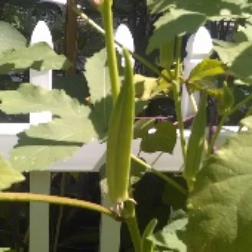 Evertender Okra OK17-20