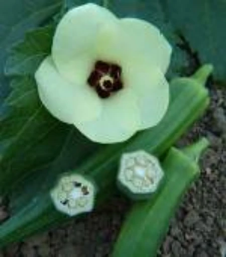 Jade Okra OK18-20