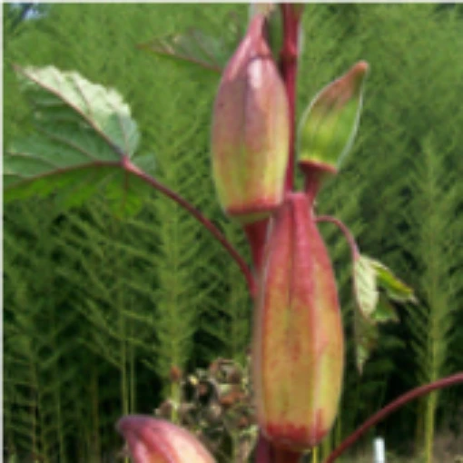 Hill Country Red Okra OK14-20