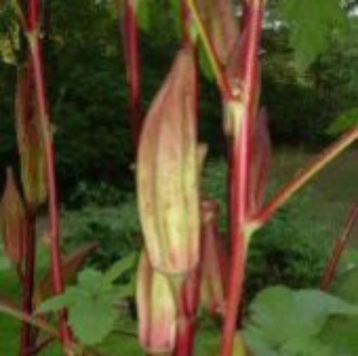 Alabama Red Okra OK15-20