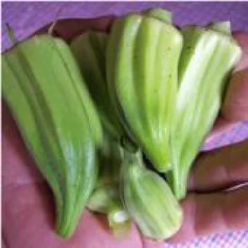 Beck's Big Buck Okra OK35-20