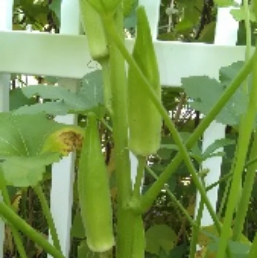 Gold Coast Okra OK36-20