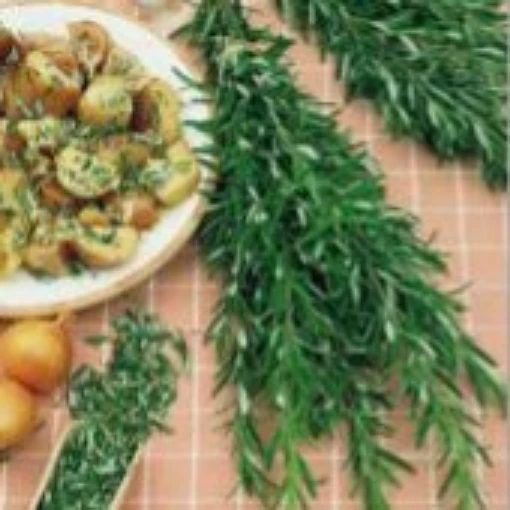 Rosemary HB63-100