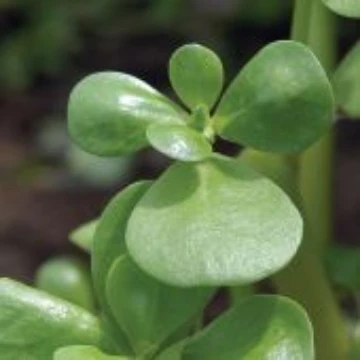 Golden Purslane Seeds