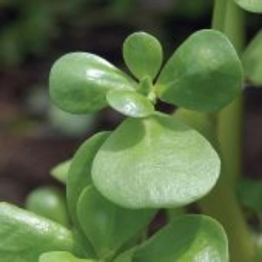 Golden Purslane