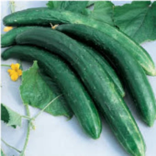 Burpless 26 Cucumbers CU121-20
