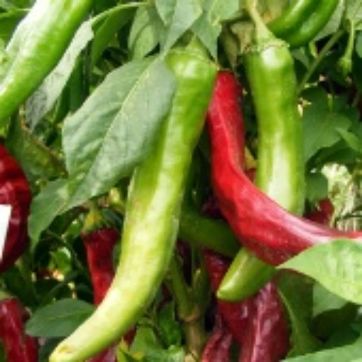 NuMex Heritage 6-4 Peppers HP2207-20