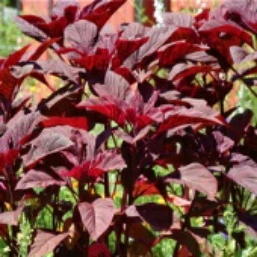 Amaranth (Red Garnet) GO2-100