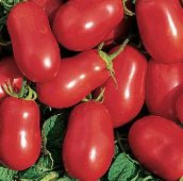 Virginia Select Tomato Seeds