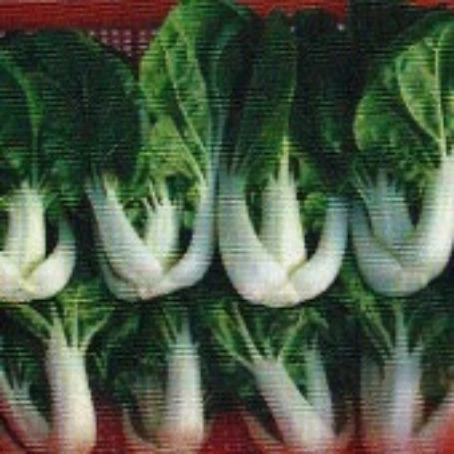 New Nabai Chinese Cabbage CB60-50