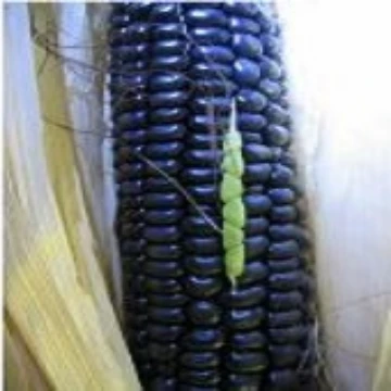 Blue Corn Seeds