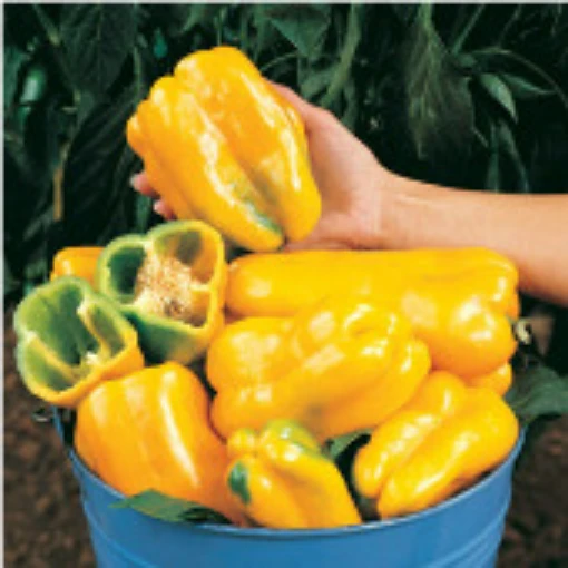Jackpot Sweet Peppers SP168-20