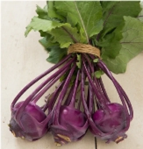 Azur Star Kohlrabi KO14-50