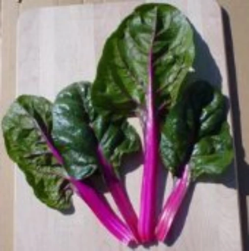 Magenta Sunset Swiss Chard SW17-50
