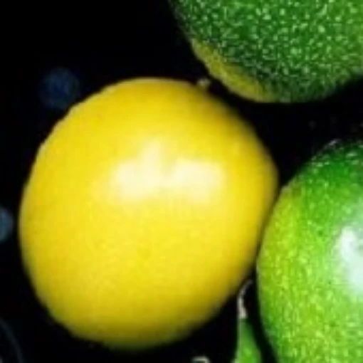 Hawaiian Lilikoi Fruit Tree (Passion Fruit) TR27-5_Base