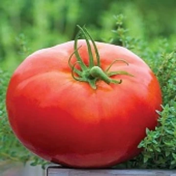 Big Daddy Tomato Seeds