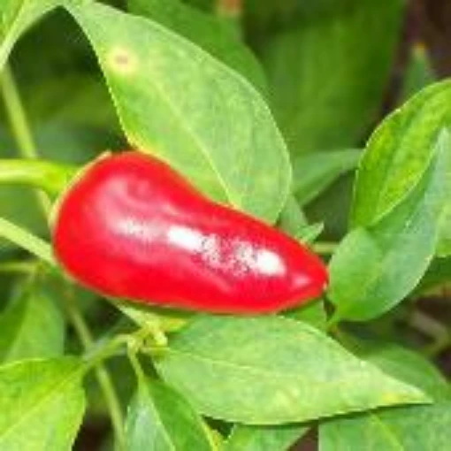 Thai Giant Hot Peppers  HP2216-10 