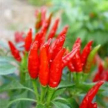 Salmon Pepper Seeds