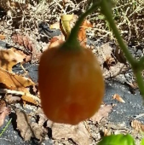 Habanero Hot Peppers (Triple Hot) HP2221-10