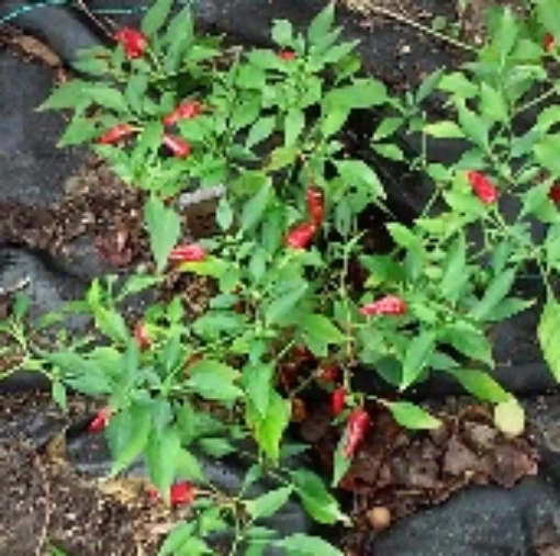Apache Hot Peppers  HP2223-10