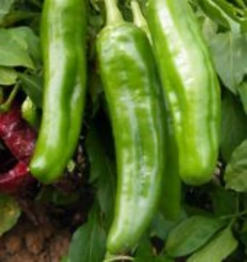 NuMex Lumbre Hot Peppers  HP2226-10  