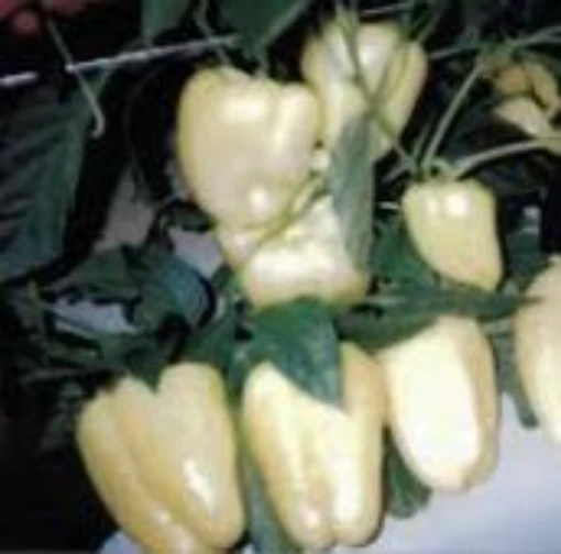 Hungarian Sunshine II Sweet Peppers  SP317-10 