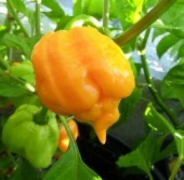 Trinidad Scorpion Yellow Pepper Seeds